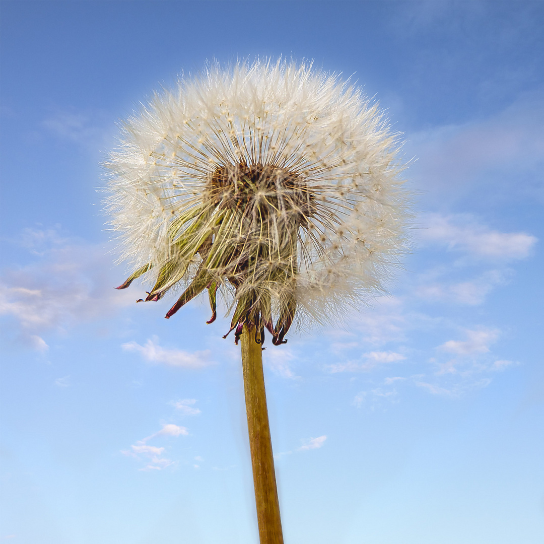 Pusteblume