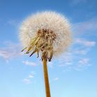 Pusteblume