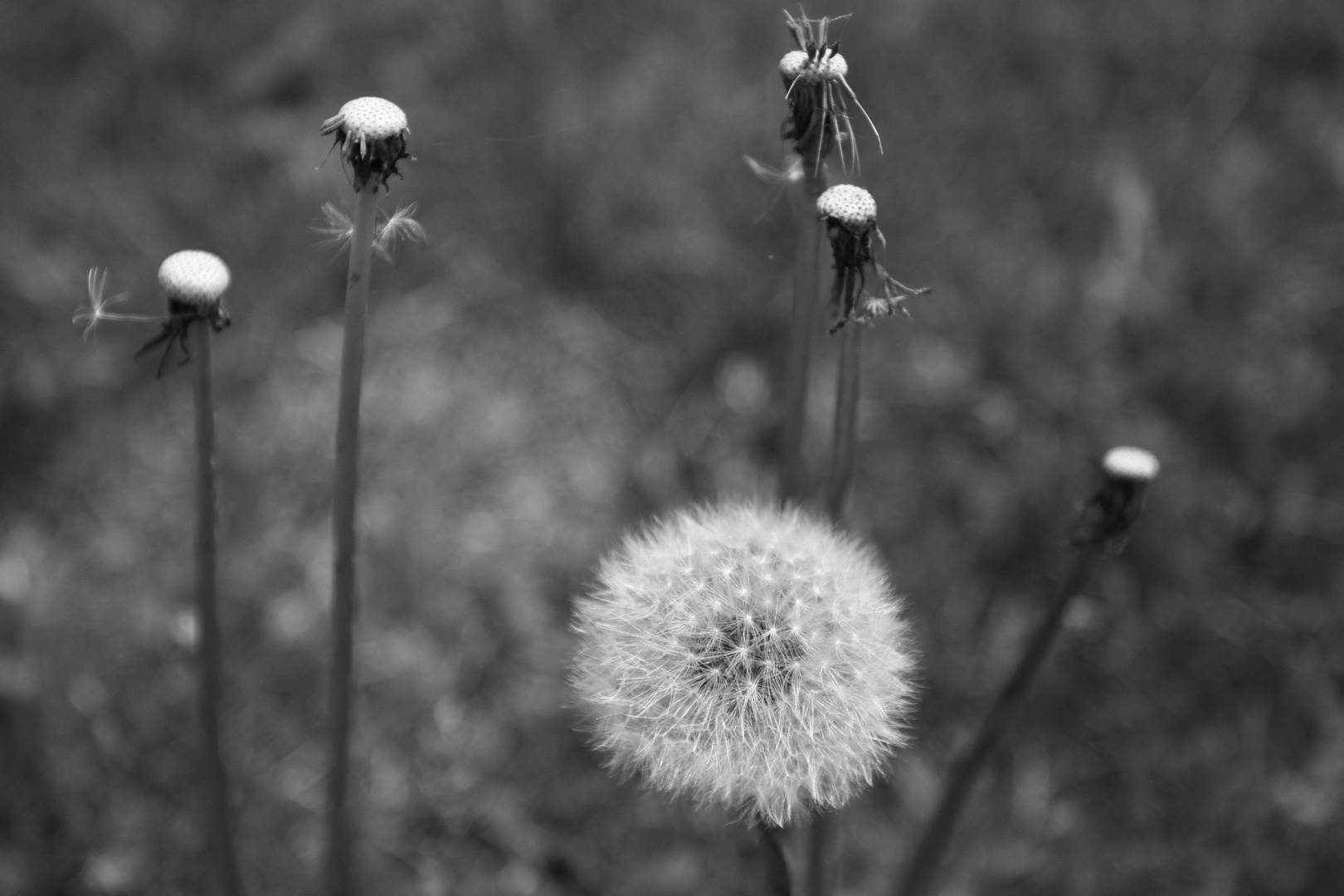 Pusteblume