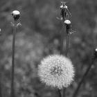 Pusteblume