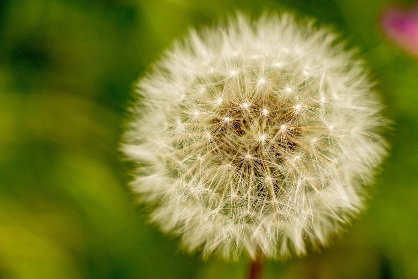 Pusteblume