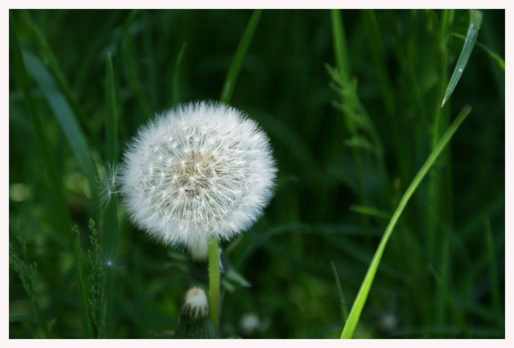 Pusteblume