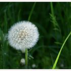 Pusteblume