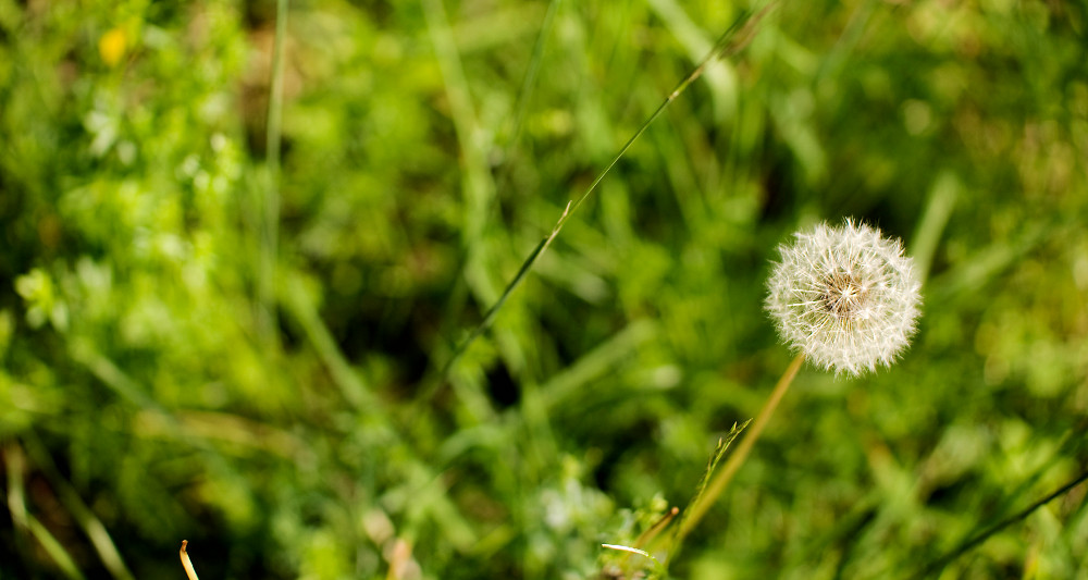 Pusteblume