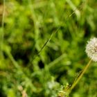 Pusteblume