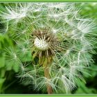 Pusteblume