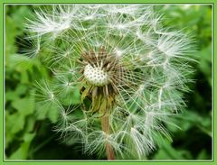 Pusteblume