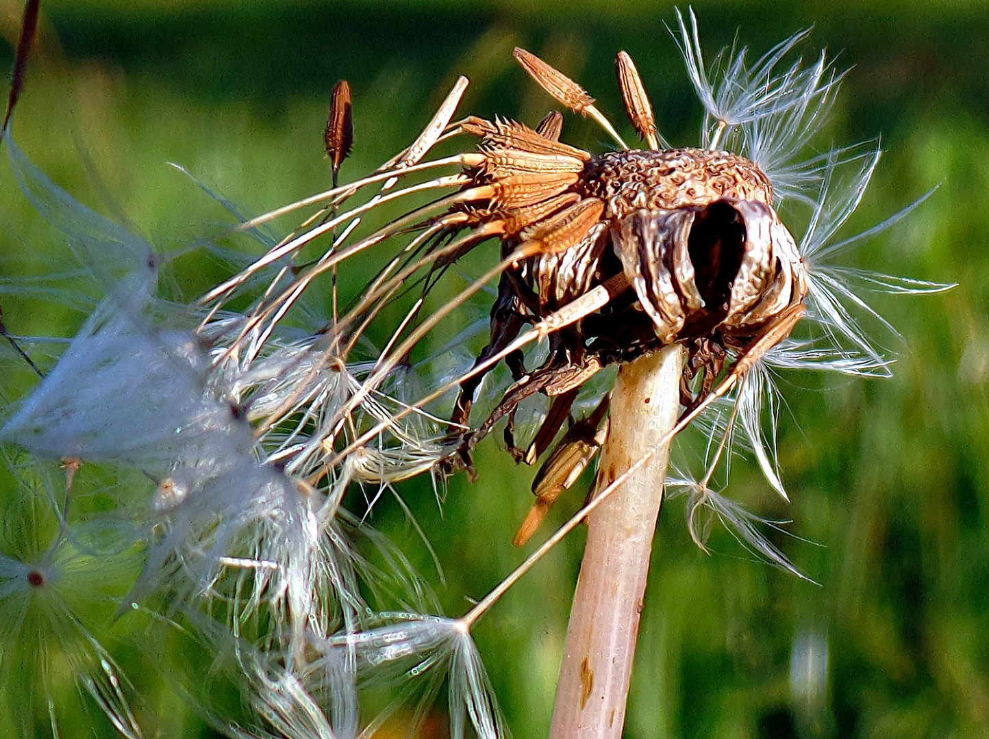 pusteblume die 10.001ste