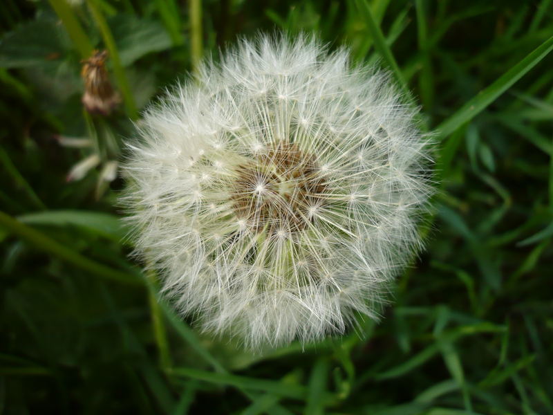 Pusteblume, die 2.