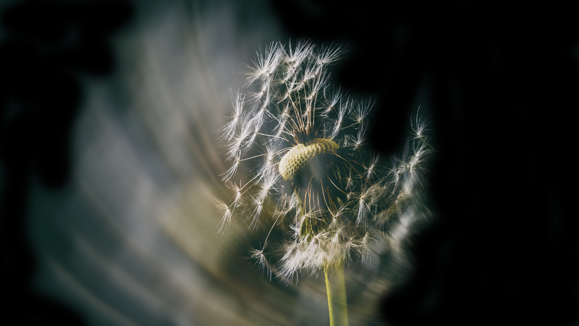 Pusteblume die 3.