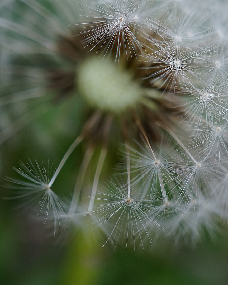 Pusteblume die Erste 2015