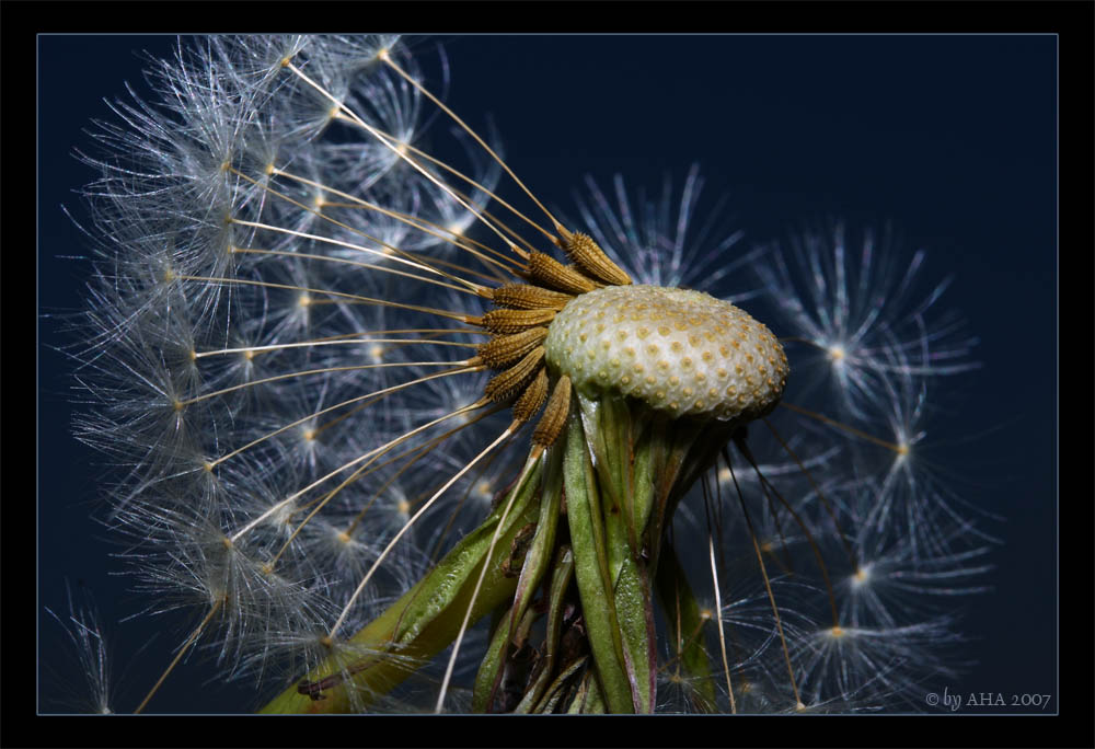 Pusteblume - die tausendste