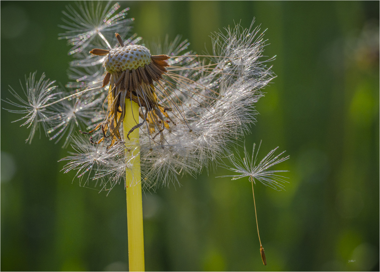 Pusteblume die "tausenste"