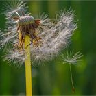 Pusteblume die "tausenste"