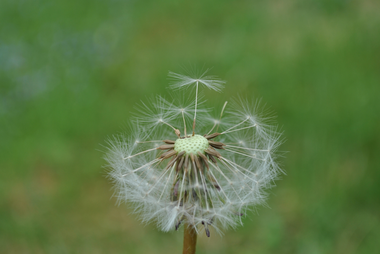 Pusteblume die zweite