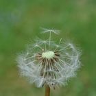 Pusteblume die zweite