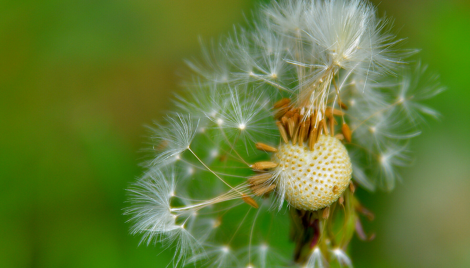 Pusteblume (diente de leon)