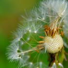 Pusteblume (diente de leon)