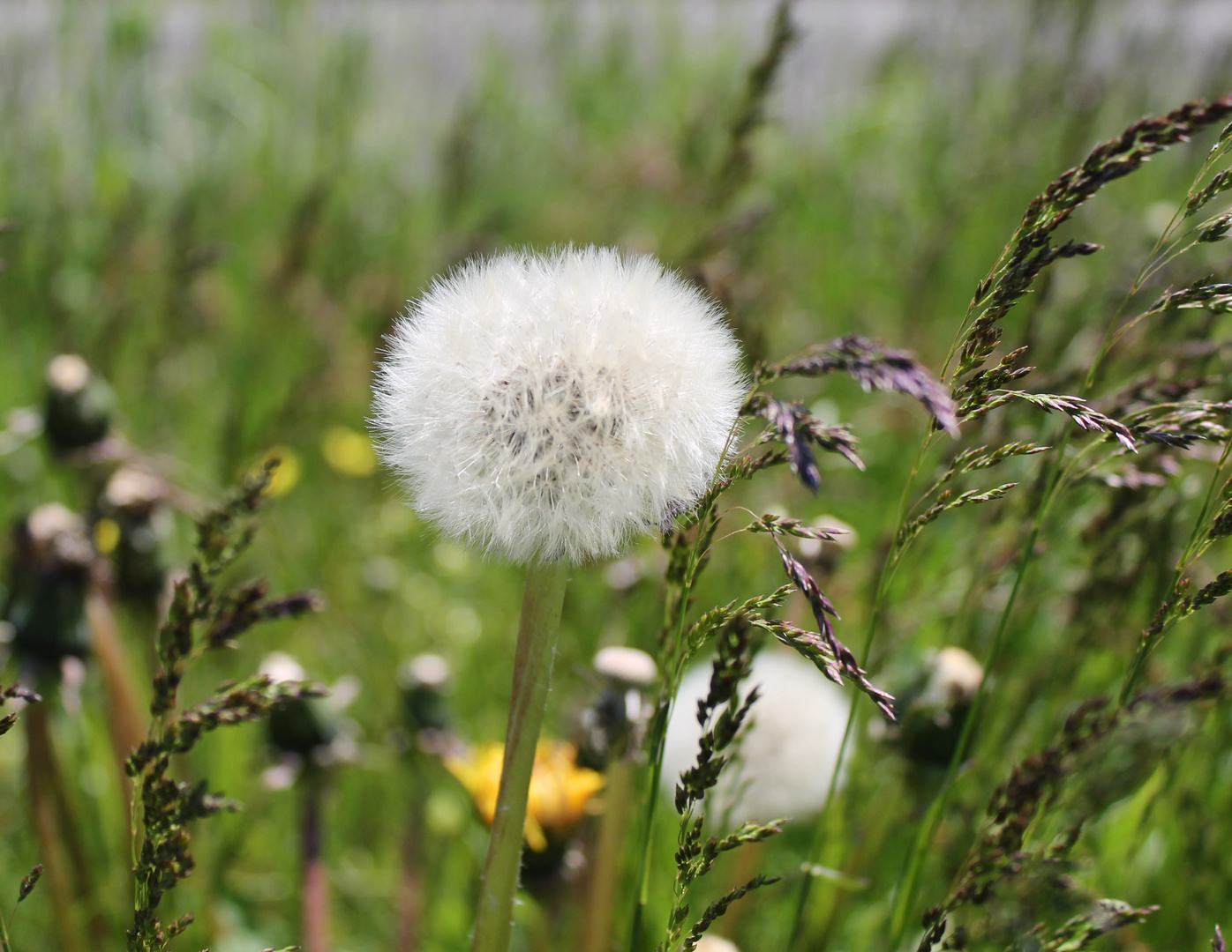 Pusteblume - diesmal aktuell 