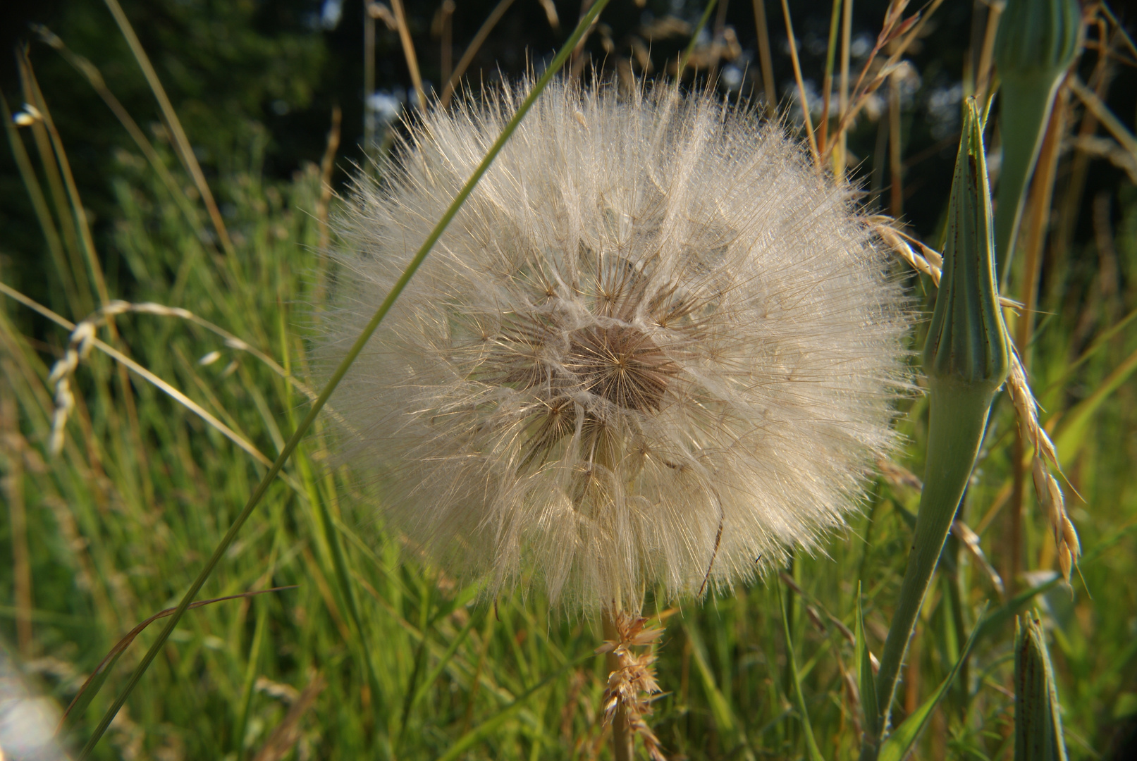 Pusteblume Durchmesser 10 cm