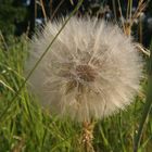 Pusteblume Durchmesser 10 cm