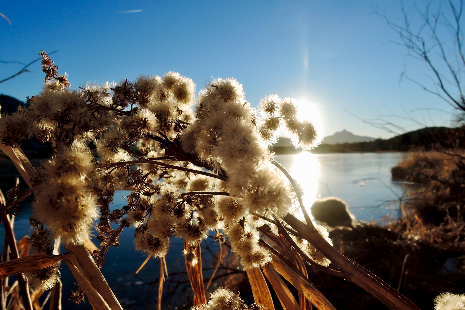 Pusteblume