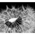 [ Pusteblume ]