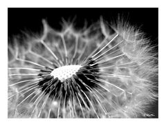 [ Pusteblume ]