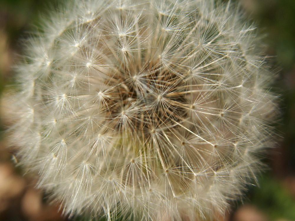 Pusteblume