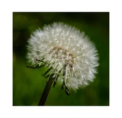 Pusteblume