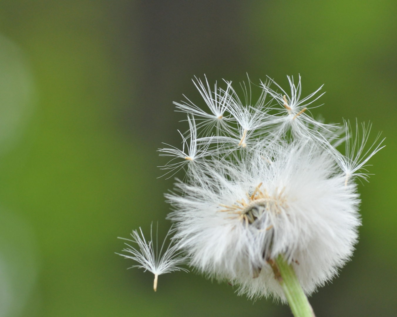 Pusteblume