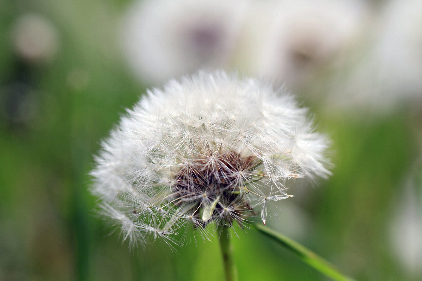 Pusteblume