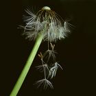 Pusteblume