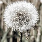 pusteblume