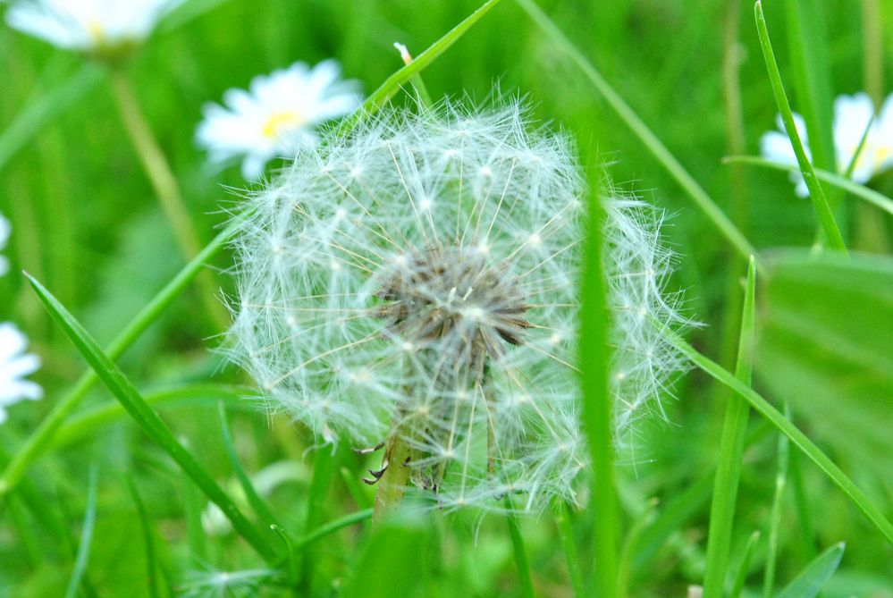 Pusteblume