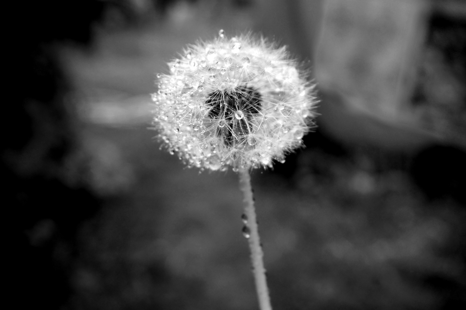 Pusteblume