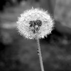 Pusteblume