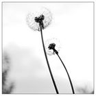 Pusteblume