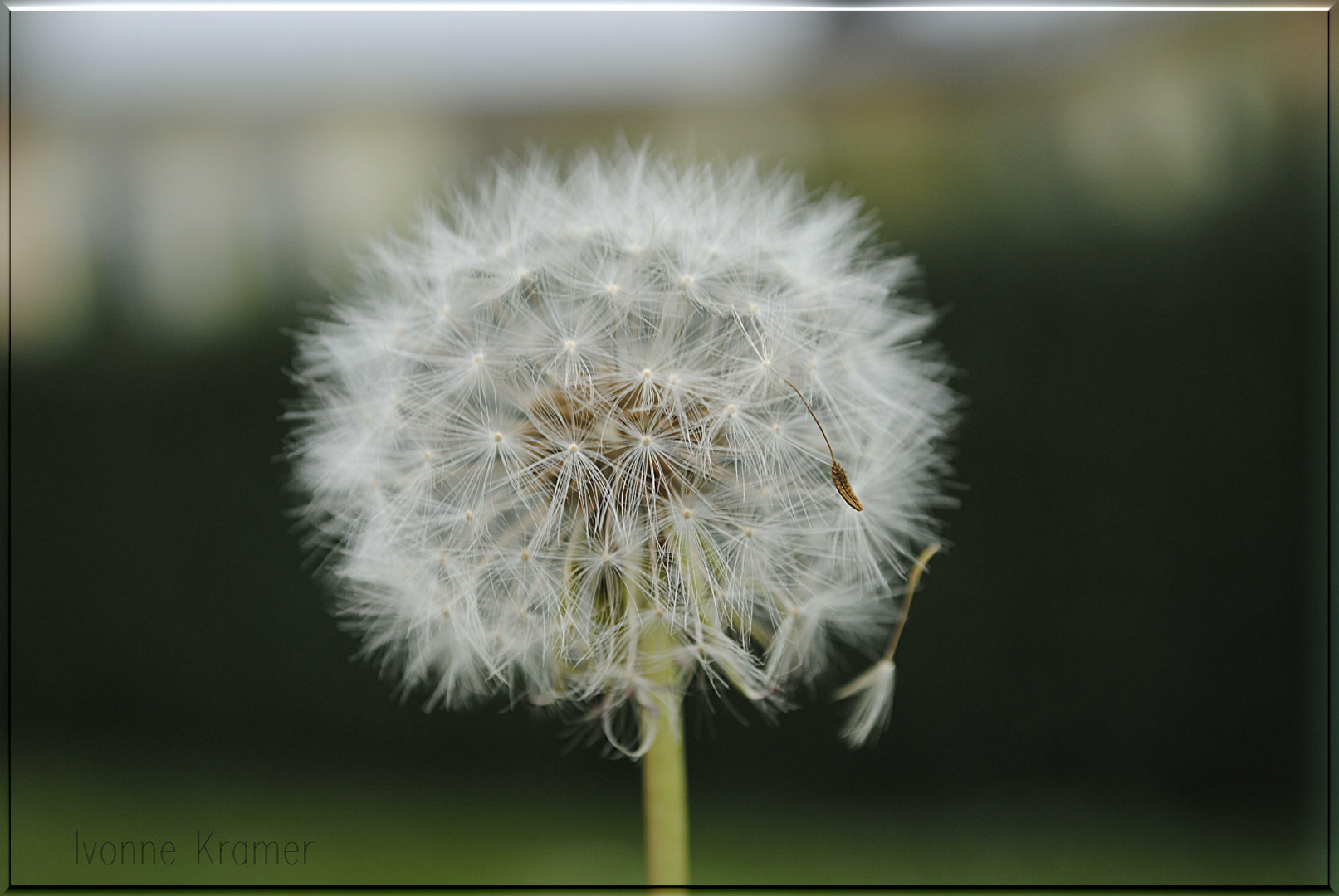 Pusteblume