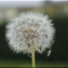 Pusteblume