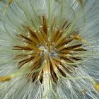 Pusteblume