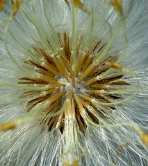 Pusteblume