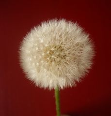 Pusteblume