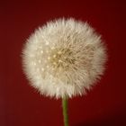 Pusteblume