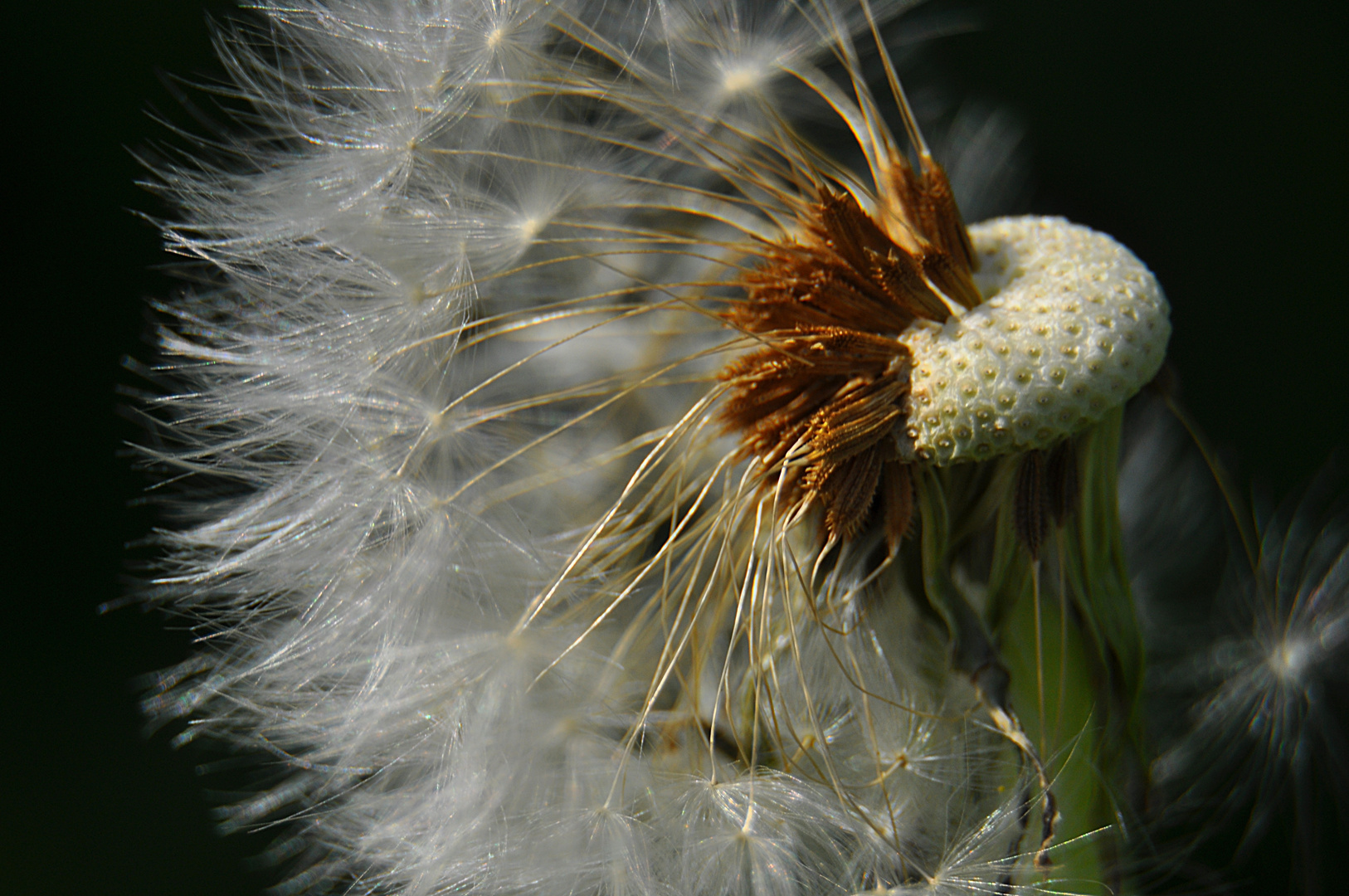 Pusteblume