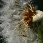 Pusteblume