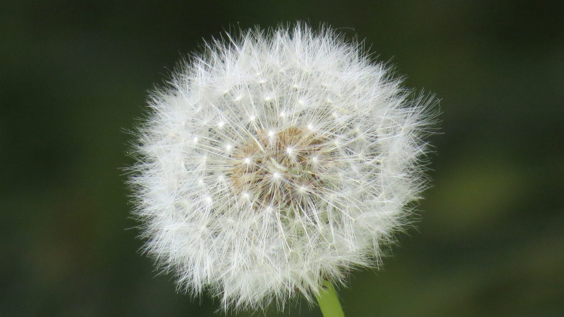 Pusteblume