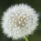 Pusteblume