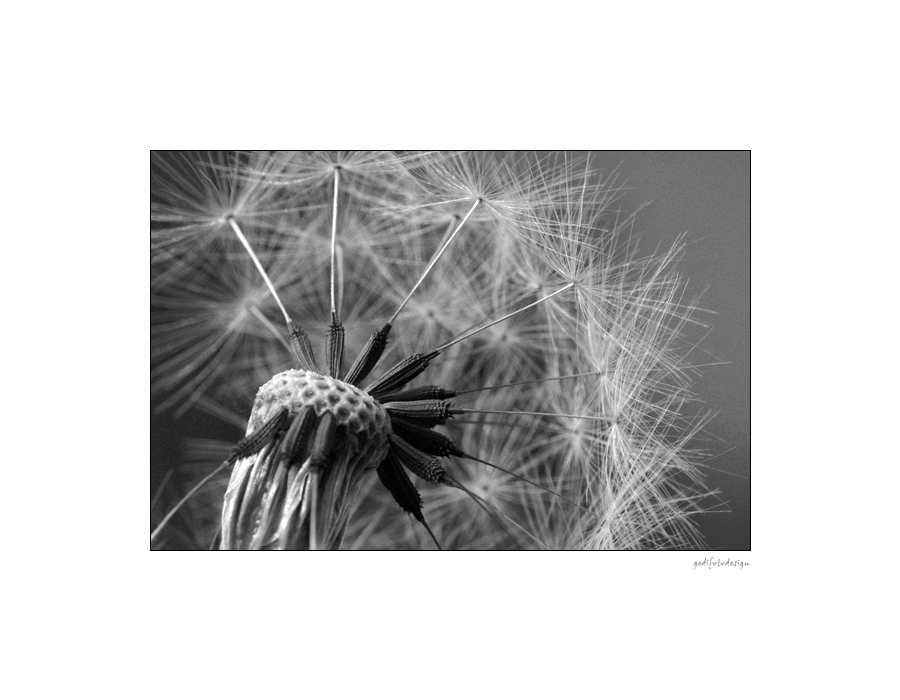 Pusteblume