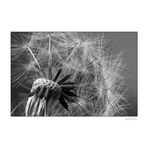 Pusteblume